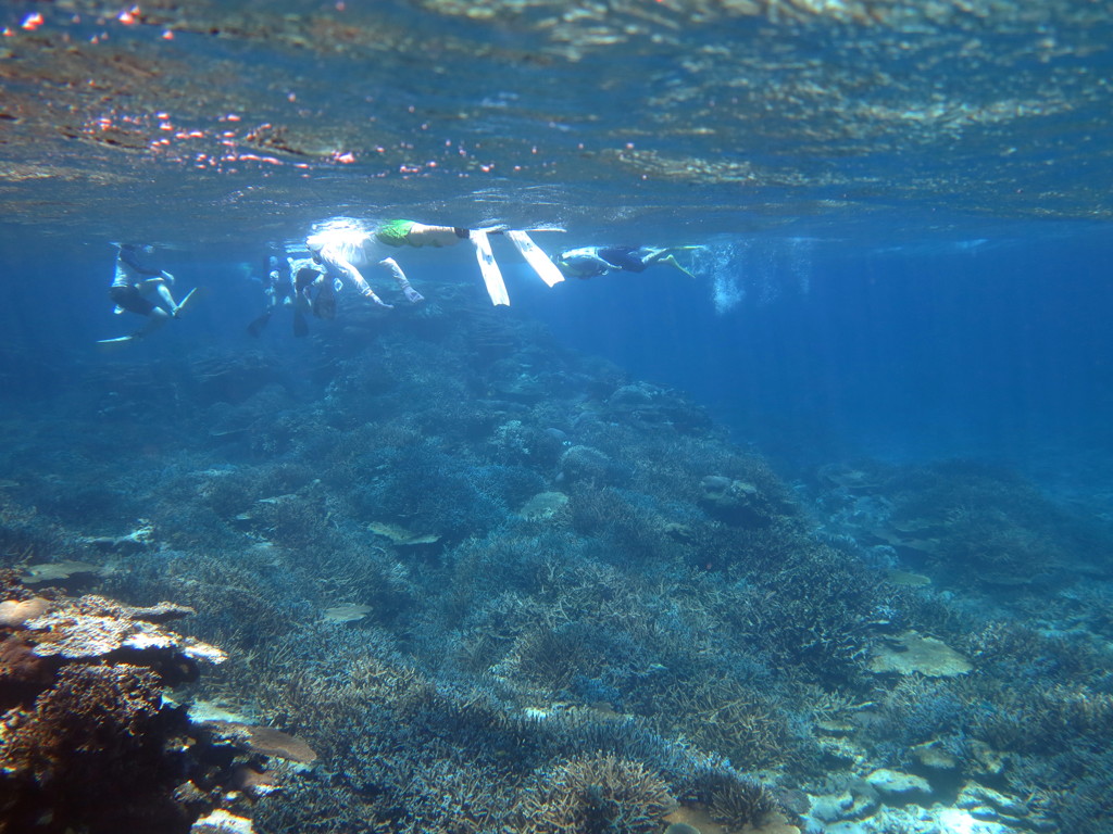 八重干瀬の珊瑚