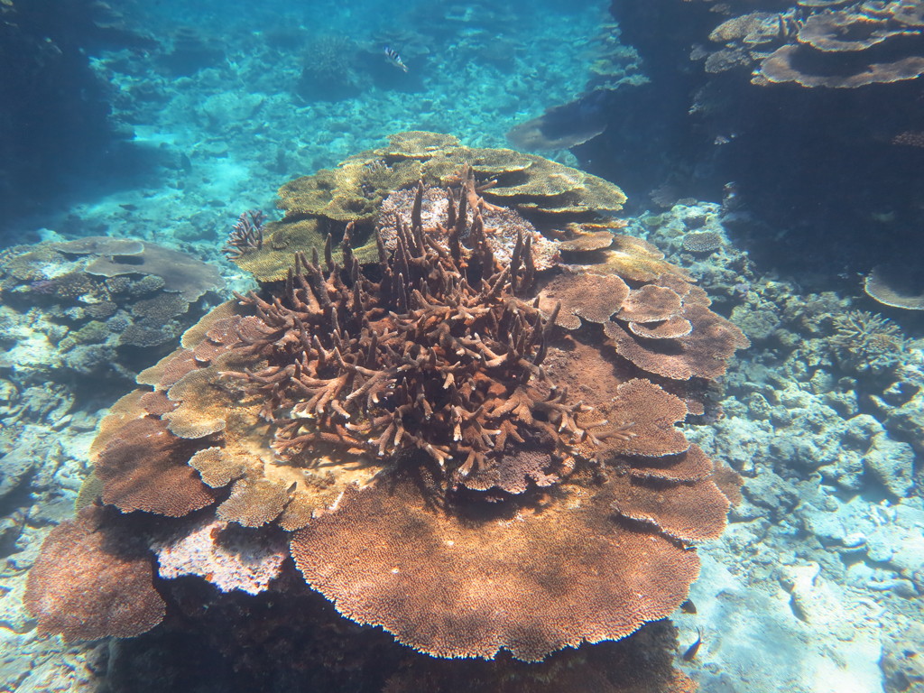 八重干瀬の珊瑚１