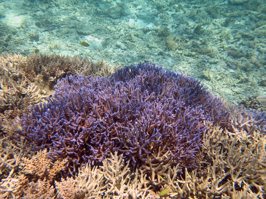 八重干瀬の珊瑚４
