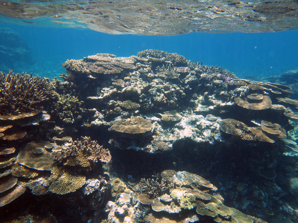 八重干瀬の珊瑚２