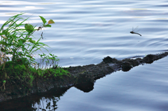 夏の水辺 -2