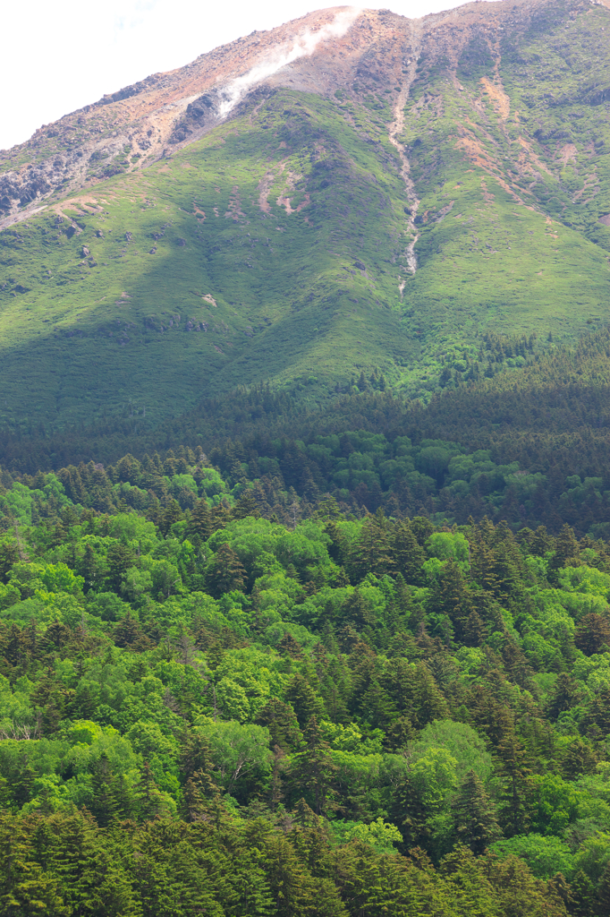 雌阿寒岳・新緑　1