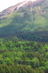 雌阿寒岳・新緑　1