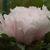 花 02