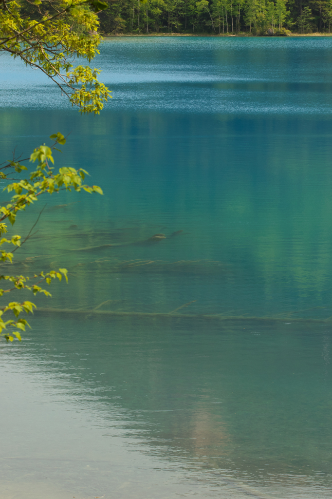 オンネトー・新緑　4