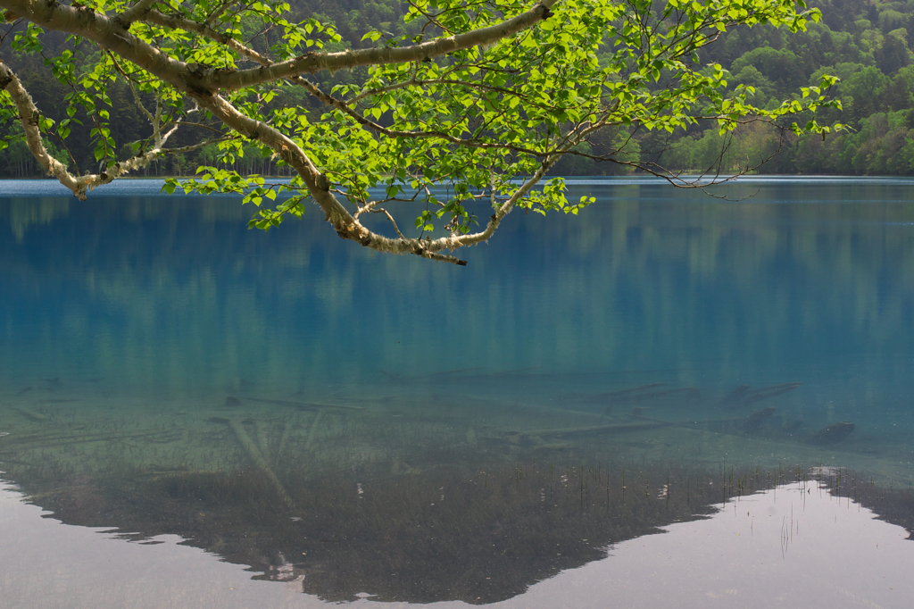 オンネトー・新緑　1