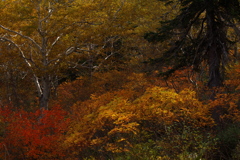 Renovation22 紅葉2