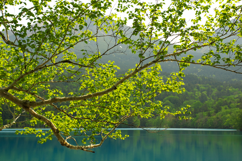 オンネトー・新緑　2