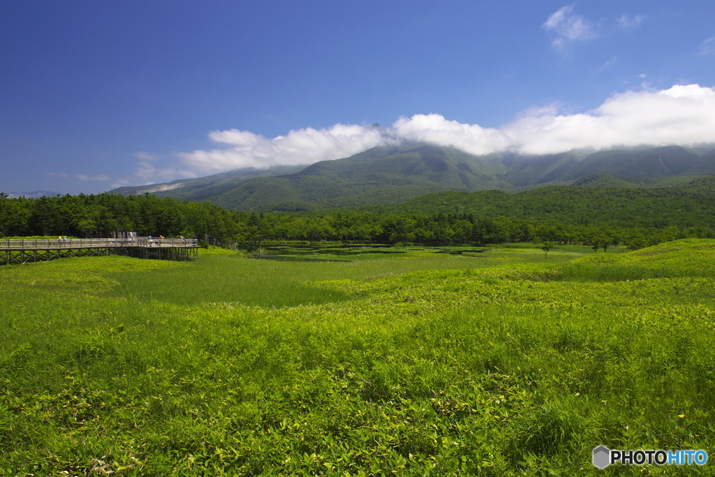 知床の夏です。