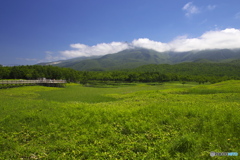 知床の夏です。