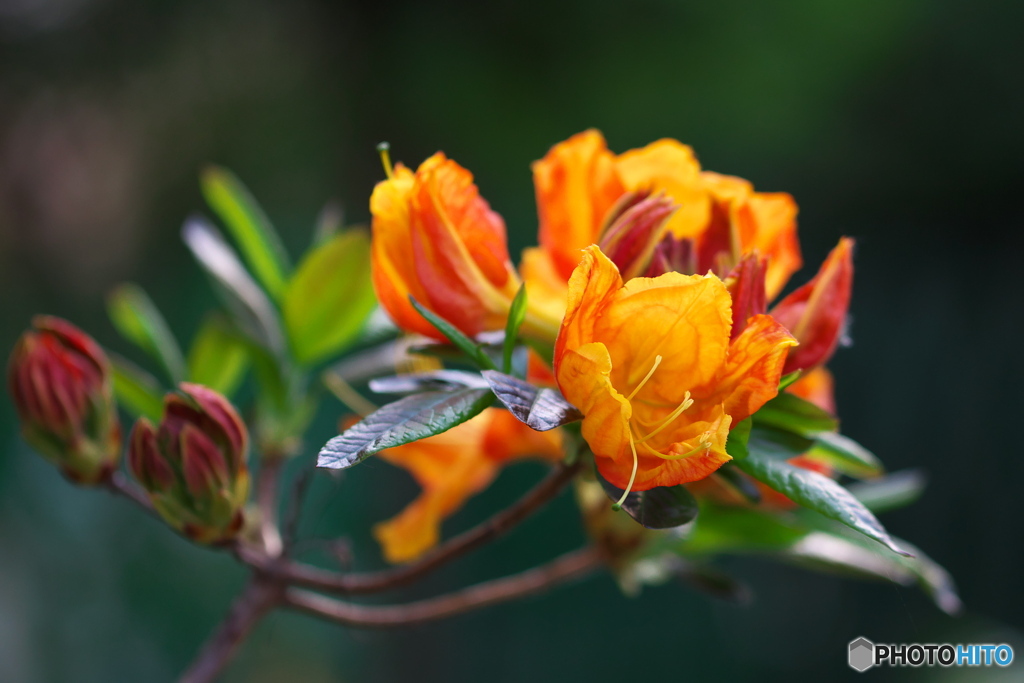 花 04