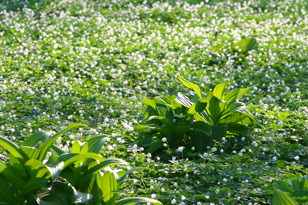 ニリンソウの森で　8