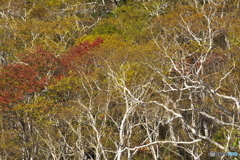 峠・紅葉 06