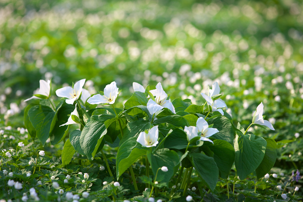 ニリンソウの森で　6
