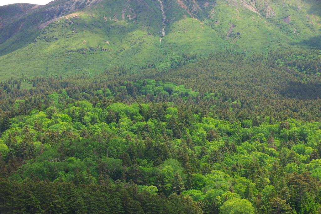 雌阿寒岳・新緑　2