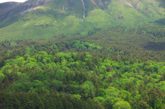 雌阿寒岳・新緑　2