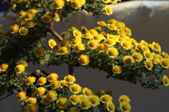 菊