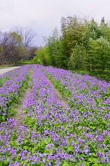 NAGAI Botanical Garden