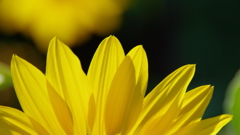 yellow petal