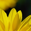yellow petal