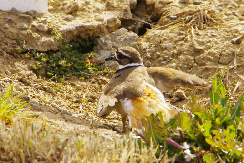 Kildeer