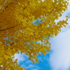 yellow leaves & sky