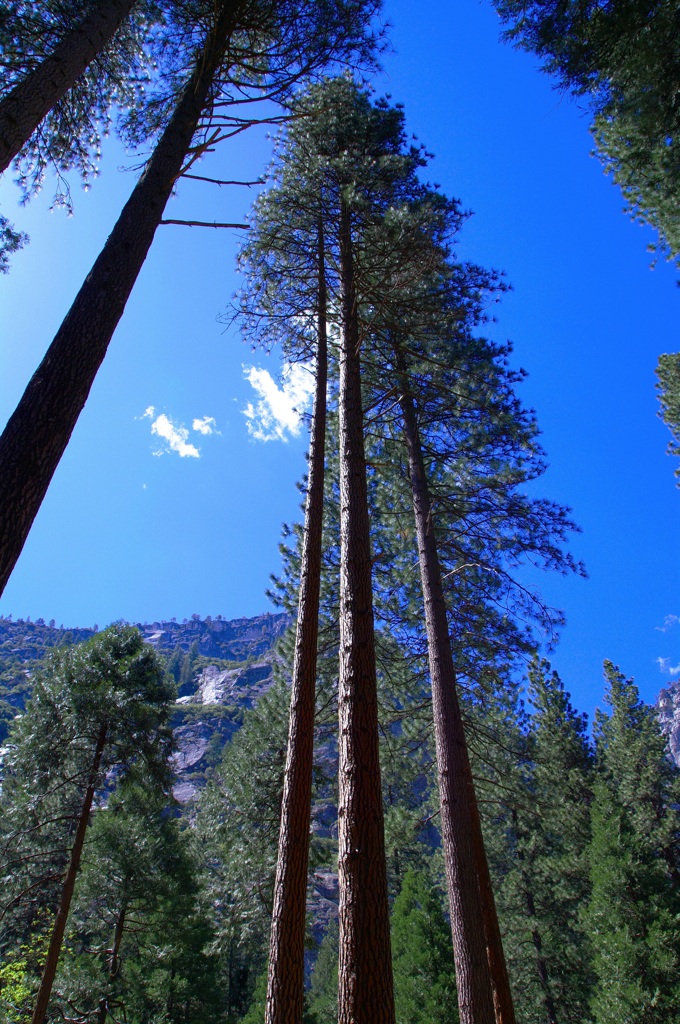 tall cedar