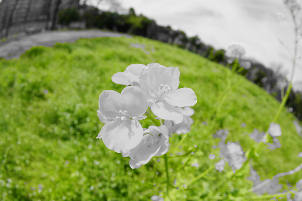 NAGAI Botanical Garden