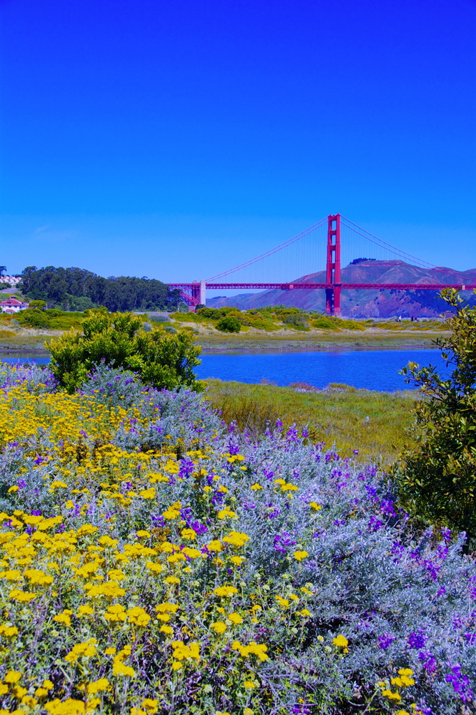 Golden Gate Bridge and Flower