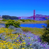 Golden Gate Bridge and Flower