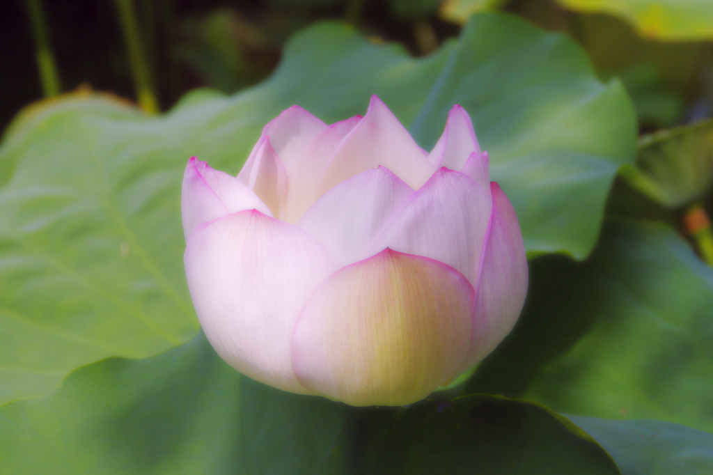 lotus flower