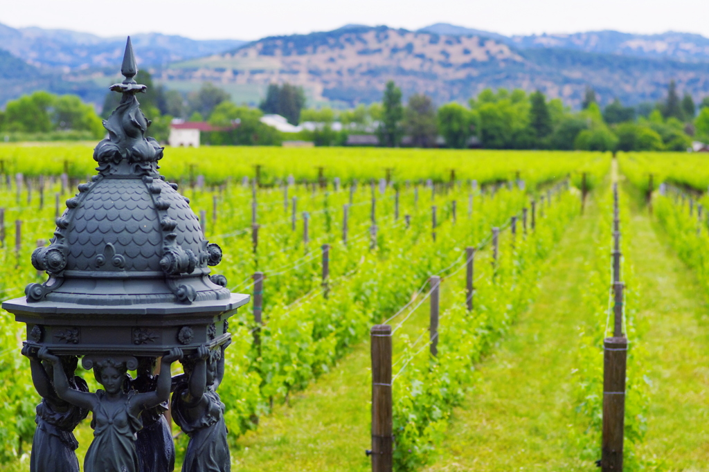 vineyard by Rubiconestate　winery