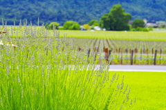 opus one winery10