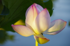 morning sun beamed into lotus flower