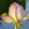 morning sun beamed into lotus flower