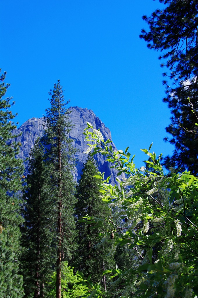 Yosemite N.P.