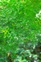 green leaves