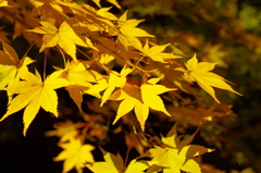 yellow leaves