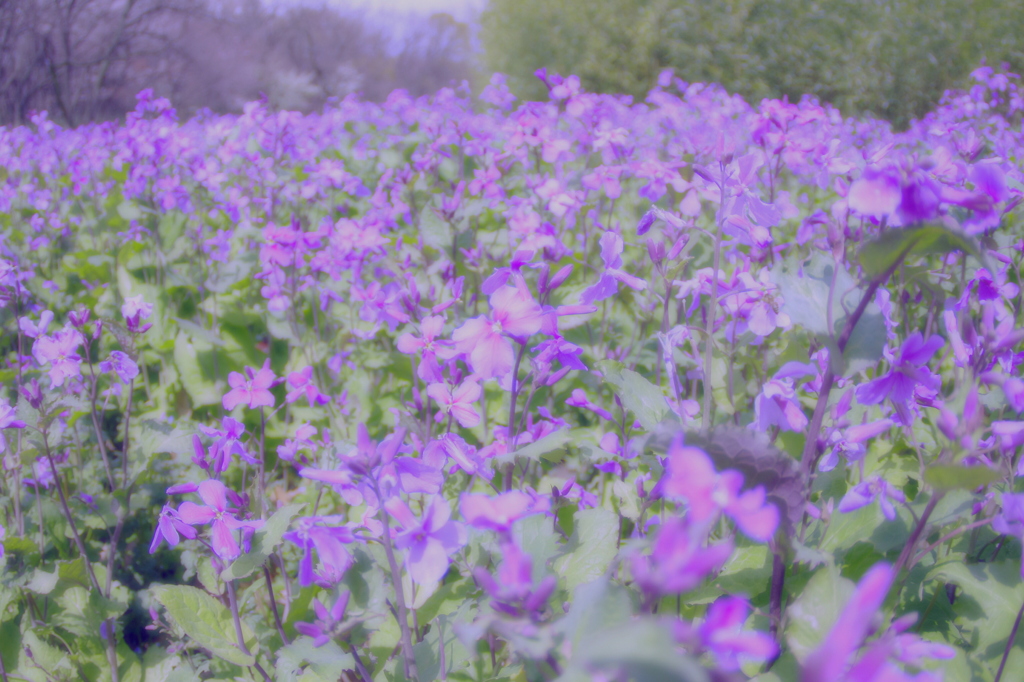 NAGAI Botanical Garden