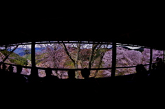 NARA-Yoshino
