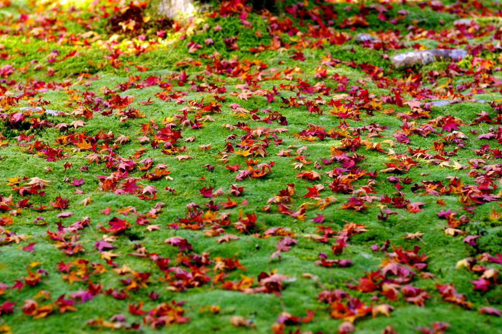 red leaves & green moss