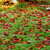 red leaves & green moss