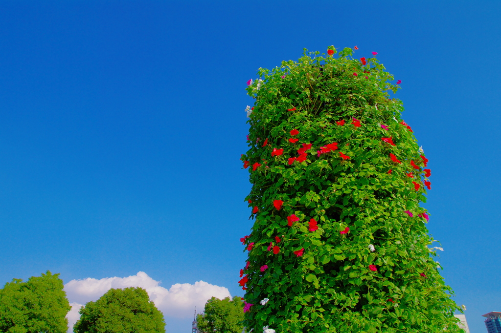 red-ribbon