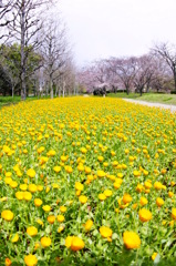 NAGAI Botanical Garden