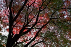 trunk  of a tree