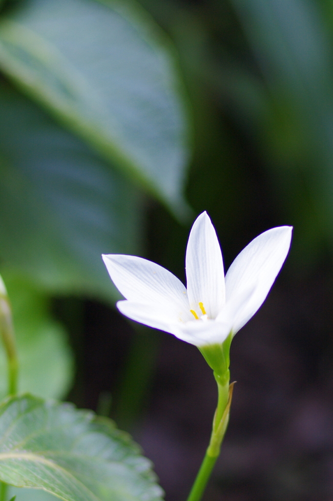 a flower