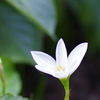 a flower