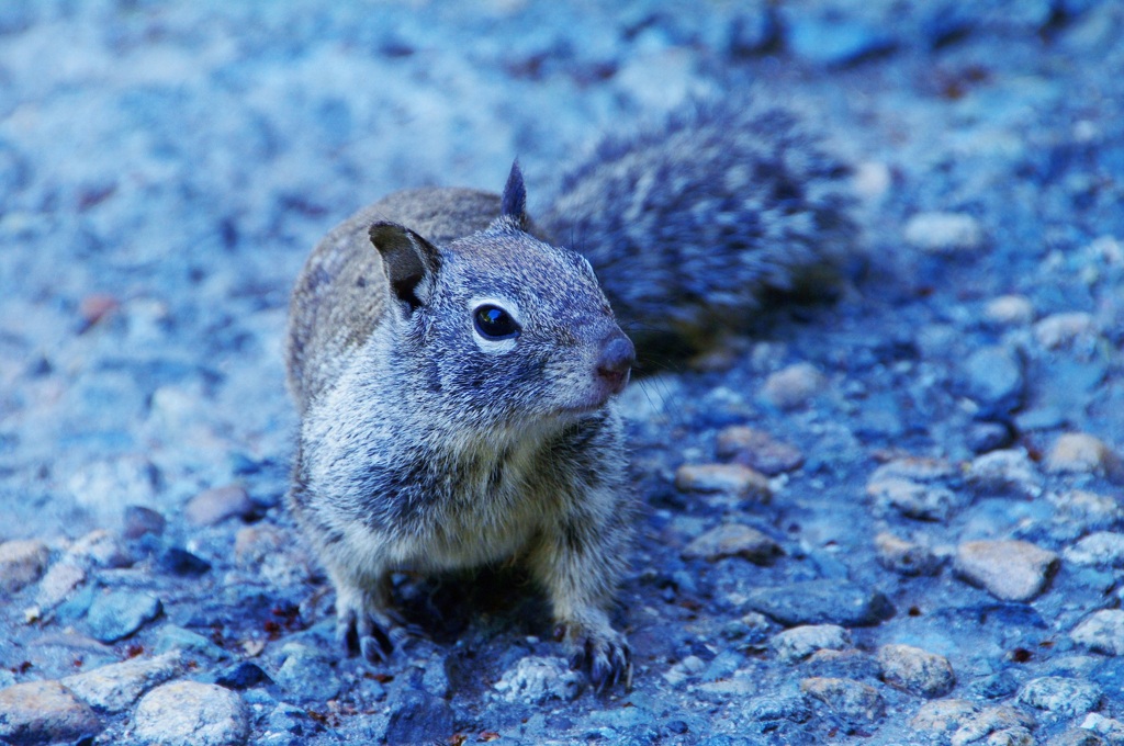 squirrel