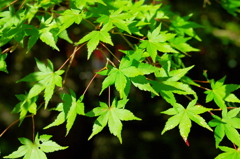 green leaves