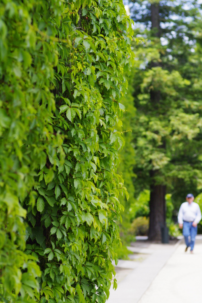 ivy-covered wall